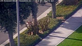 Mattercam 11062024 0416  LIVE DISNEYLAND Webcam from Howard Johnson Hotel Anaheim [upl. by Irtak546]