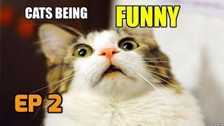 cats being funny compilation ep 2 new HD [upl. by Ihcalam]