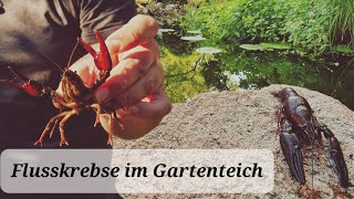 Neue Bewohner im Gartenteich Nützling europäischer Flusskrebs🦞 [upl. by Kcoj]