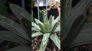 Agave Victoriae Reginae grow pup agave succulent houseplant [upl. by Auohs]