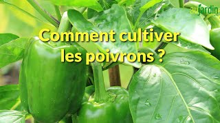 Comment REPIQUER et CULTIVER le POIVRON au POTAGER [upl. by Gelman]