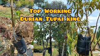 Top Working Durian Tupai King [upl. by Hesky]