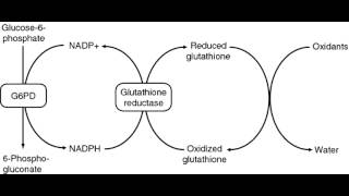 Glucose 6 Phosphate Dehydrogenase Deficiency G6PD [upl. by Htir]