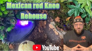 Mexican red knee awesome rehouse [upl. by Erdrich726]