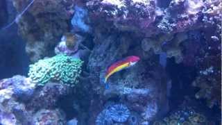 New Fish Naokos Wrasse [upl. by Joseito]