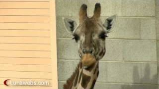 Giraffe Chews Loudly [upl. by Azmah]