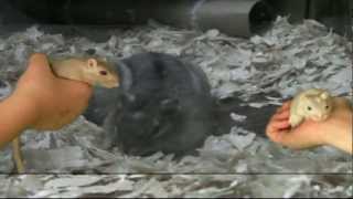 Gerbils Visit an Eastern Chipmunk [upl. by Gross]