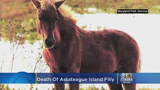 Assateague Island Filly Dies Park Service Completes Wild Horse Census [upl. by Lorrad]