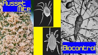 Russet Mite Biocontrol Agents Predatory Mite Treatment [upl. by Genaro]