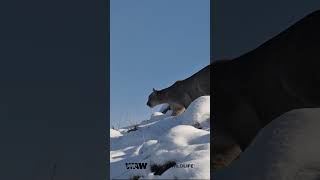 Puma  Torres del Paine Chile [upl. by Shaun]