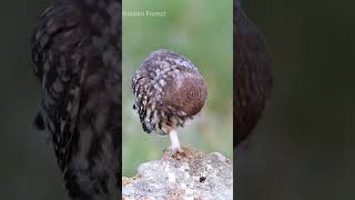 Saving an Owl A Heroic Wildlife Moment 🦉❤️ 4kquot wildlife youtubeshorts naturedocumentary 4k [upl. by Asirrak581]