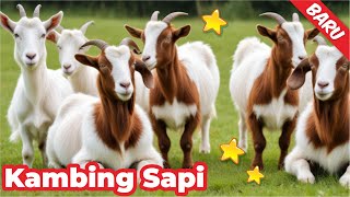 KAMBING  KAMBING LUCU SAPI JOGET  KAMBING LUCU SAMPAI KETAWA  SAPI OLENG LUCU SAPI LUCU VS ORANG [upl. by Marriott]