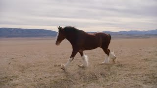 Budweiser features a Clydesdale in its 2022 Super Bowl commercial [upl. by Dasi]