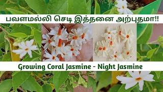 பவளமல்லி வளர்ப்புGrowing Coral Jasmineparijatnight JasmineHarshingarShiulipavalamalligardenin [upl. by Arnuad441]