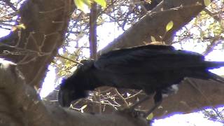 Thickbilled Raven Corvus crassirostris [upl. by Primavera]