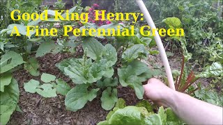 Growing Good King Henry Chenopodium bonushenrius A Short Update [upl. by Leeann]