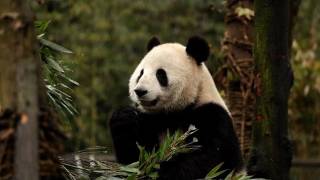 La Chine veut réacclimater à la vie sauvage des pandas [upl. by Navar]