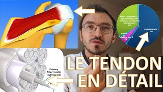 LANATOMIE DU TENDON de A à Z  comprendre la tendinite [upl. by Naiviv]