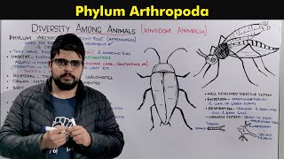 Phylum Arthropoda General Characteristics and Overview [upl. by Marinelli]