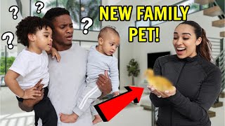 I SURPRISED My Family With A NEW Family Pet They Had No Idea [upl. by Ysset]