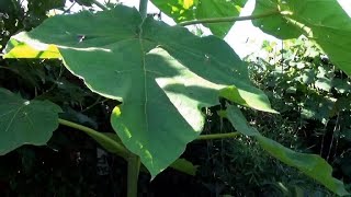 Pruning Paulownia amp reusing the wood for wild life [upl. by Hildagard]