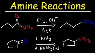 Amine Synthesis Reactions [upl. by Nataline]