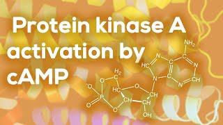 Protein kinase A activation by cAMP [upl. by Enelie532]