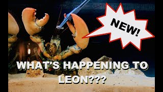 Whats Happening To Leon The Lobster [upl. by Adnerad]