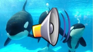 Sonido Orca  Killer Whale Sound [upl. by Shaffer]