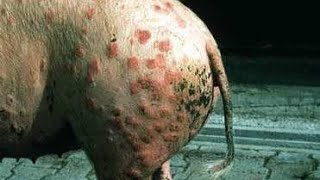 Erysipelas in Pigs Causes Signs and Methods of Treatment [upl. by Nadabus737]