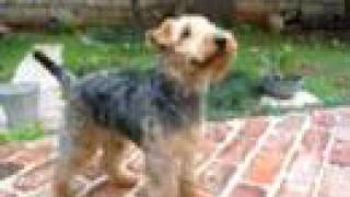 Welsh Terrier GiGi [upl. by Gut]