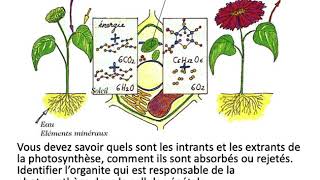 Ch3 Respiration cellulaire et photosynthèse [upl. by Neurath]