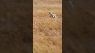 the Speed of a Cheetah 😱 cheeta shorts animal [upl. by Oringas851]