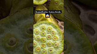 Lotus Seeds  Kamal Gatta  Edible Lotus Seeds shorts [upl. by Brecher]