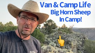 Van Life Camping Big Horn Sheep Visit My Camp in New Mexico camping rockymountains travelvlog [upl. by Haym]