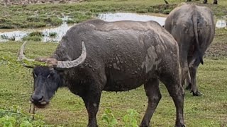 Water Buffaloes or Bubalus theyre the most incredible animals in wild creatures [upl. by Anirtek]