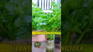 Cilantro Growing Idea in your Kitchen Room প্লাস্টিকের বোতলে ধনিয়া পাতা বৃদ্ধি shots cilantro [upl. by Atel]