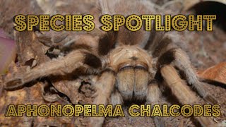 Species Spotlight Aphonopelma Chalcodes Arizona Blonde Tarantula [upl. by Odlanyer]