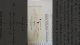 Chemical coordination and integration Figure 195a mechanism of hormone action protin harmone🙏 [upl. by Runkel120]