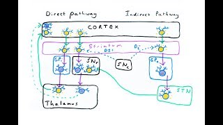 The Basal Ganglia  Direct and Indirect Pathways [upl. by Anet]