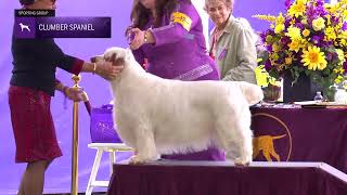 Spaniels Clumber  Breed Judging 2024 [upl. by Nomrac]