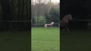 Dressage pony 😂😂 [upl. by Suillenroc]