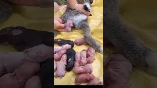 Cute baby delivery 😍animals pets cute shorts [upl. by Schacker]