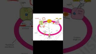 Chemiosmosis in chloroplast diagram explained neetbiology cbsebiology class11th [upl. by Qirat251]