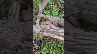 Cody Kraut spotted a bobcat kitten crawling out of a log [upl. by Jud959]