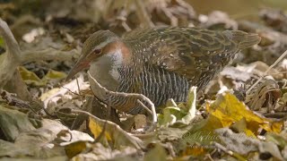 Buffbanded Rail Gallirallus philippensis 7 [upl. by Nahrut]