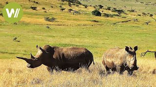 Das Nashorn  Die Jagd nach dem wertvollen Horn Tierdokumentation in HD [upl. by Nay]