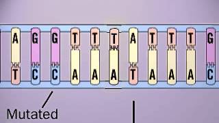 Missense Mutation [upl. by Ragen]