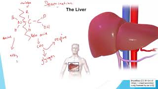 Excretion for IGCSE part 1  Deamination [upl. by Sadowski]