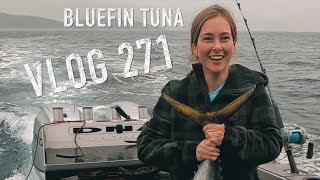 Bluefin Tuna  New Zealand Adventure VLOG 271 the knotty knots camp fish South Westland Josh James [upl. by Weslee]